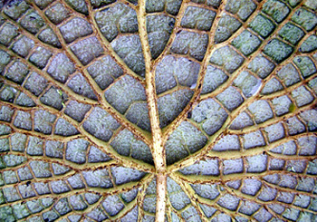 Victoria amazonica (Blattunterseite)
